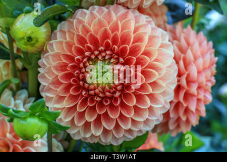 Close up of dahlia fleurs Banque D'Images