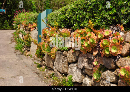 La floraison succulentes, Aeonium, poussant sur un mur de granit approchant les sept Stone Inn sur St Martins, Îles Scilly, Cornwall, Royaume-Uni. Banque D'Images