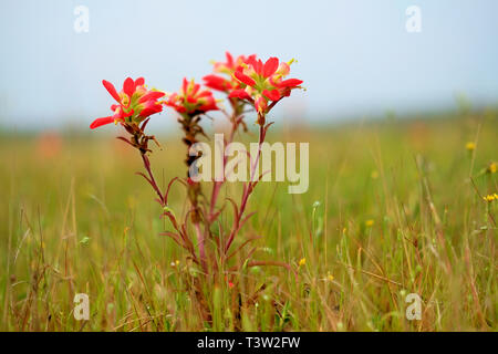 Texas indian paintbrush, castilleja indivisa ; membre de la famille des Scrophulariaceae, muflier ; Printemps fleurs sauvages dans la campagne du Texas. Banque D'Images