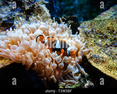 Poissons clowns / poisson de l'anémone (Amphiprioninae) sur une anémone Banque D'Images