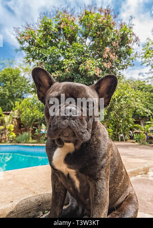 Bouledogue français à la piscine Banque D'Images