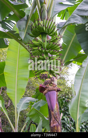 Plant de banane avec un stock de bananes vertes et une fleur de la banane au Costa Rica Banque D'Images