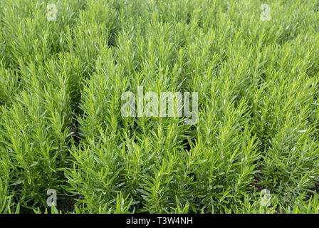 Belles herbes de romarin, Rosmarinus officinalis, full frame. Série Spring garden, Mallorca, Espagne. Banque D'Images