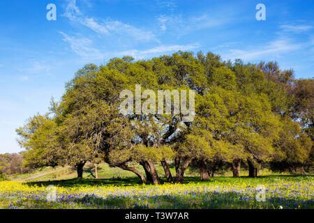 Champ de fleurs en face de soutien des arbres dans la montagne du Texas Banque D'Images