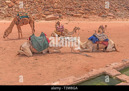 Les chameaux Nuzzling lors d'une halte dans le désert du Wadi Rum en Jordanie Banque D'Images