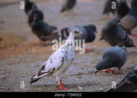 Pigeon blanc aux yeux rouges closup Banque D'Images