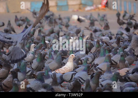 Brown en troupeau de pigeons pigeon Banque D'Images