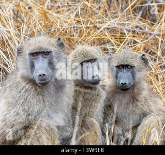 Un trio de jeunes babouins Chacma assis dans le sud de la savane africaine Banque D'Images