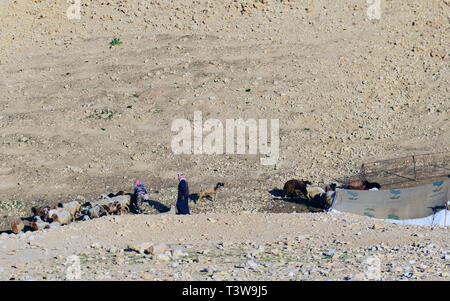 Des bédouins dans le désert près de la mer Morte en Jordanie. Banque D'Images