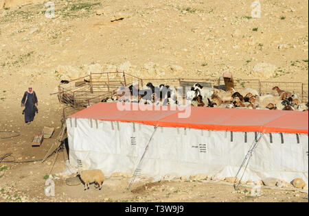 Des bédouins dans le désert près de la mer Morte en Jordanie. Banque D'Images