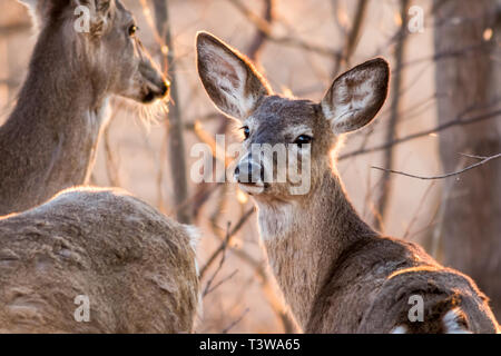 Le cerf de Virginie, l'Odocoileus virginianus, fourrages, au crépuscule Banque D'Images