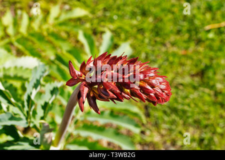 Pointe de rouge Melianthus major -miel géant -fleur plante ,c'est un petit tubolar en racèmes étroits Banque D'Images