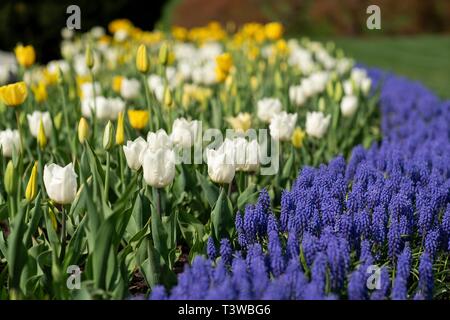 Tulipes et pensées qui fleurit au printemps entourant la fontaine sur la pelouse Sud de la Maison Blanche le 8 avril 2019 à Washington, DC. Banque D'Images