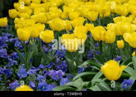 Tulipes et pensées qui fleurit au printemps dans le jardin Kennedy de la Maison Blanche le 8 avril 2019 à Washington, DC. Banque D'Images