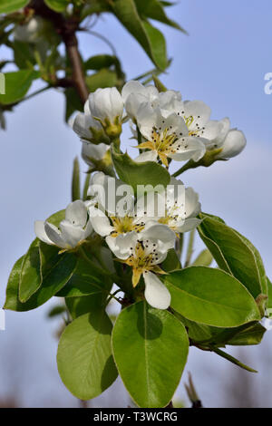 Fleurs sur poirier (Pyrus communis), la poire Banque D'Images