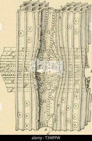 Image d'archive à partir de la page 34 de mourir rohstoffe des pflanzenreiches ; versuch Banque D'Images