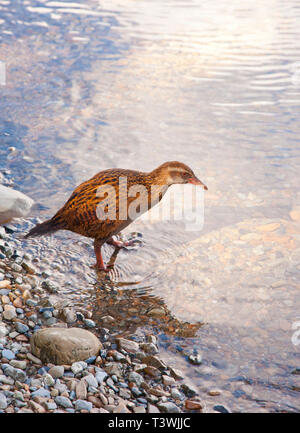 Gallirallus australis, ou Weka, un endanged aptère espèces d'oiseaux de la Nouvelle-Zélande. Aussi connu sous le nom de poule ou woodhen Maori. L'île du Sud, Nouvelle-Zélande. Banque D'Images