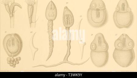 Image d'archive à partir de la page 68 de Die Süsswasser-Mikrofauna Deutsch-Ost-Afrikas (1910). Die Süsswasser-Mikrofauna diessswassermi Deutsch-Ost-Afrikas04dada Année : 1910 Banque D'Images