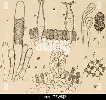Image d'archive à partir de la page 71 de Die pilze dans morphologischer physiologischer,, Banque D'Images