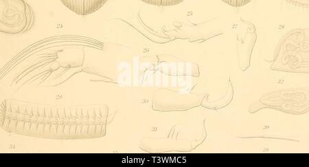 Image d'archive à partir de la page 88 de Die Süsswasser-Mikrofauna Deutsch-Ost-Afrikas (1910) Banque D'Images