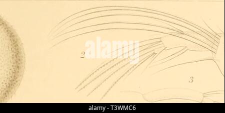 Image d'archive à partir de la page 88 de Die Süsswasser-Mikrofauna Deutsch-Ost-Afrikas (1910) Banque D'Images