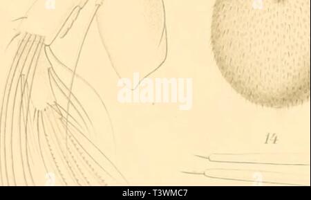 Image d'archive à partir de la page 88 de Die Süsswasser-Mikrofauna Deutsch-Ost-Afrikas (1910) Banque D'Images