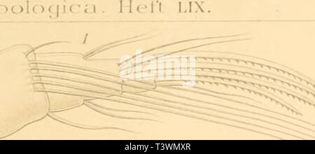 Image d'archive à partir de la page 92 de mourir Süsswasser-Mikrofauna Deutsch-Ost-Afrikas (1910) Banque D'Images