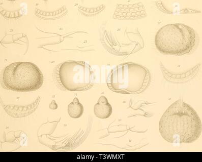 Image d'archive à partir de la page 92 de mourir Süsswasser-Mikrofauna Deutsch-Ost-Afrikas (1910) Banque D'Images