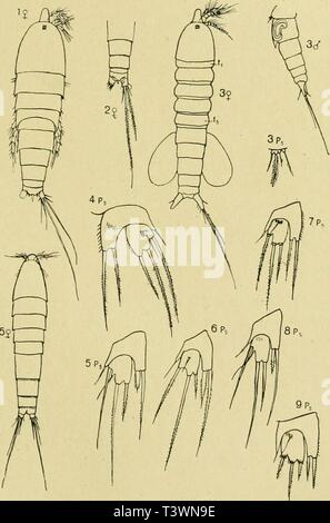 Image d'archive à partir de la page 96 de mourir Planctoncopepoden Adria Versuch Banque D'Images