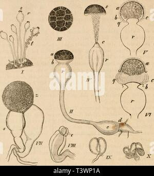 Image d'archive à partir de la page 103 de Die pilze dans morphologischer physiologischer,, Banque D'Images