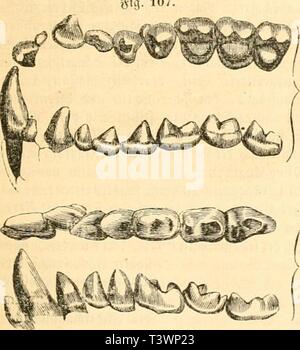 Image d'archive à partir de la page 104 de Die Naturgeschichte des Thierreichs (1859) Banque D'Images