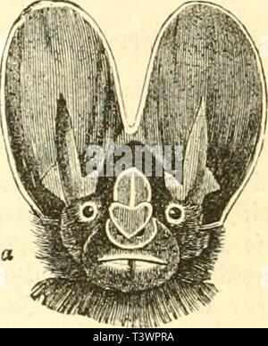 Image d'archive à partir de la page 117 de Die Naturgeschichte des Thierreichs (1859). Des Thierreichs dienaturgeschich Die Naturgeschichte01gieb Année : 1859 104 j5äugct|)tere. mit incr K-fontcru Slättdicn üOcv ein, fct 9 Jafcu lödu j ='v fort unt tviuit ciMle Sclieibe hier eine, Iniilev fiirje lmiid wtU dier ta)iiie|'eiiHatt 3Ki fub erheM. Iev fein- feine latuu'''iHl5 imniert rotlihMiiii fd;cteu, iinbSnifi tevSdutl" tcv üii rein irei, amSaudie er graut hmin. I-glügel fvaniien 193'-'U tei nur ioü jerpertänge 3Vo. » ÜDa walMge Jt)ier liebt 63ejenten etlnt nnC fein iater = lant iHMi Seilen über unb l'Assa Banque D'Images