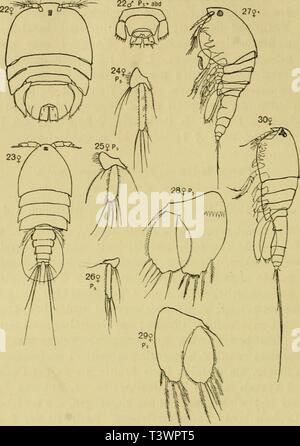 Image d'archive à partir de la page 117 de Adria Versuch Die Planctoncopepoden Banque D'Images