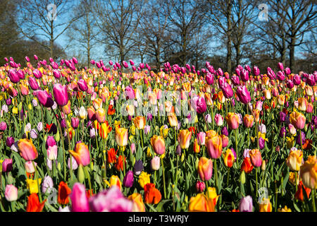 Lisse, Pays-Bas. 10 avr, 2019.à Lisse, aux Pays-Bas, vous pouvez trouver le Keukenhof, l'un des plus grands jardins de fleurs, créé en 1949 et couvrant une superficie de 32 hectares, avec plus de 7 millions de bulbes plantés à l'automne dernier. Il est ouvert de mi-mars à mi-mai selon le temps. Il est réputé pour le coloré tulipes, narcisses, jacinthes et autres fleurs. Keukenhof vaut bien une visite, surtout pour le corso fleuri, le 13 avril 2019. Autour de 1 millions de visiteurs de partout dans le monde visiter Keukenhof chaque année. Credit : Gonçalo Silva/Alamy Live News Banque D'Images