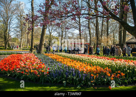 Lisse, Pays-Bas. 10 avr, 2019.à Lisse, aux Pays-Bas, vous pouvez trouver le Keukenhof, l'un des plus grands jardins de fleurs, créé en 1949 et couvrant une superficie de 32 hectares, avec plus de 7 millions de bulbes plantés à l'automne dernier. Il est ouvert de mi-mars à mi-mai selon le temps. Il est réputé pour le coloré tulipes, narcisses, jacinthes et autres fleurs. Keukenhof vaut bien une visite, surtout pour le corso fleuri, le 13 avril 2019. Autour de 1 millions de visiteurs de partout dans le monde visiter Keukenhof chaque année. Credit : Gonçalo Silva/Alamy Live News Banque D'Images