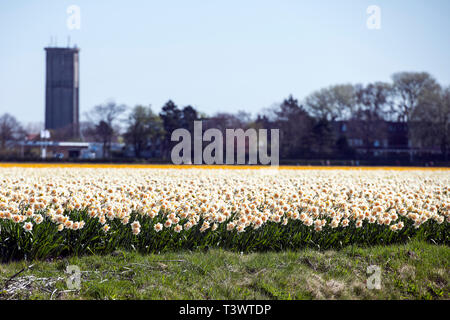 Lisse, Pays-Bas. 10 avr, 2019.à Lisse, aux Pays-Bas, vous pouvez trouver le Keukenhof, l'un des plus grands jardins de fleurs, créé en 1949 et couvrant une superficie de 32 hectares, avec plus de 7 millions de bulbes plantés à l'automne dernier. Il est ouvert de mi-mars à mi-mai selon le temps. Il est réputé pour le coloré tulipes, narcisses, jacinthes et autres fleurs. Keukenhof vaut bien une visite, surtout pour le corso fleuri, le 13 avril 2019. Autour de 1 millions de visiteurs de partout dans le monde visiter Keukenhof chaque année. Credit : Gonçalo Silva/Alamy Live News Banque D'Images