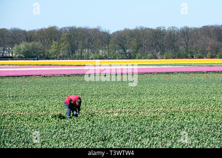 Lisse, Pays-Bas. 10 avr, 2019.à Lisse, aux Pays-Bas, vous pouvez trouver le Keukenhof, l'un des plus grands jardins de fleurs, créé en 1949 et couvrant une superficie de 32 hectares, avec plus de 7 millions de bulbes plantés à l'automne dernier. Il est ouvert de mi-mars à mi-mai selon le temps. Il est réputé pour le coloré tulipes, narcisses, jacinthes et autres fleurs. Keukenhof vaut bien une visite, surtout pour le corso fleuri, le 13 avril 2019. Autour de 1 millions de visiteurs de partout dans le monde visiter Keukenhof chaque année. Credit : Gonçalo Silva/Alamy Live News Banque D'Images