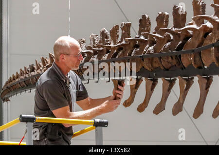 Glasgow, Royaume-Uni. 12Th apr 2019. Pendant 15 semaines à partir de jeudi 18 avril 2019, le Glasgow Kelvin Hall sera l'hôte de la seule véritable squelette de Tyrannosaurus rex en tournée. Le 39 pieds de long pesant 5000kg squelette (le même que 4 Mini Coopers) est un rare et important des combustibles et à l'hôtel de Kelvin constitueront la pierre angulaire de la "Ville" de T.Rex exposition interactive majeure pour sensibiliser les visiteurs sur l'histoire de cet emblématique et espèces de dinosaures féroces. Le squelette est en cours d'assemblage par FRED DEURHAN et REMMERT SCHOUTEN de Naturalis Biodiversity Center Crédit : Findlay/Alamy Live News Banque D'Images