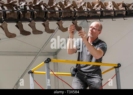 Glasgow, Royaume-Uni. 12Th apr 2019. Pendant 15 semaines à partir de jeudi 18 avril 2019, le Glasgow Kelvin Hall sera l'hôte de la seule véritable squelette de Tyrannosaurus rex en tournée. Le 39 pieds de long pesant 5000kg squelette (le même que 4 Mini Coopers) est un rare et important des combustibles et à l'hôtel de Kelvin constitueront la pierre angulaire de la "Ville" de T.Rex exposition interactive majeure pour sensibiliser les visiteurs sur l'histoire de cet emblématique et espèces de dinosaures féroces. Le squelette est en cours d'assemblage par FRED DEURHAN et REMMERT SCHOUTEN de Naturalis Biodiversity Center Crédit : Findlay/Alamy Live News Banque D'Images