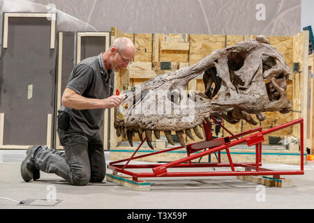 Glasgow, Royaume-Uni. 12Th apr 2019. Pendant 15 semaines à partir de jeudi 18 avril 2019, le Glasgow Kelvin Hall sera l'hôte de la seule véritable squelette de Tyrannosaurus rex en tournée. Le 39 pieds de long pesant 5000kg squelette (le même que 4 Mini Coopers) est un rare et important des combustibles et à l'hôtel de Kelvin constitueront la pierre angulaire de la "Ville" de T.Rex exposition interactive majeure pour sensibiliser les visiteurs sur l'histoire de cet emblématique et espèces de dinosaures féroces. Le squelette est en cours d'assemblage par FRED DEURHAN et REMMERT SCHOUTEN de Naturalis Biodiversity Center Crédit : Findlay/Alamy Live News Banque D'Images