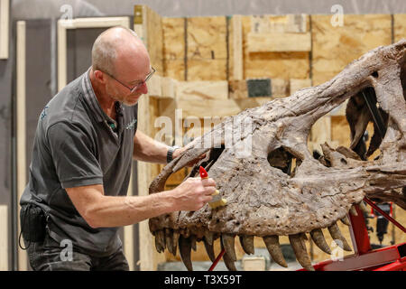 Glasgow, Royaume-Uni. 12Th apr 2019. Pendant 15 semaines à partir de jeudi 18 avril 2019, le Glasgow Kelvin Hall sera l'hôte de la seule véritable squelette de Tyrannosaurus rex en tournée. Le 39 pieds de long pesant 5000kg squelette (le même que 4 Mini Coopers) est un rare et important des combustibles et à l'hôtel de Kelvin constitueront la pierre angulaire de la "Ville" de T.Rex exposition interactive majeure pour sensibiliser les visiteurs sur l'histoire de cet emblématique et espèces de dinosaures féroces. Le squelette est en cours d'assemblage par FRED DEURHAN et REMMERT SCHOUTEN de Naturalis Biodiversity Center Crédit : Findlay/Alamy Live News Banque D'Images