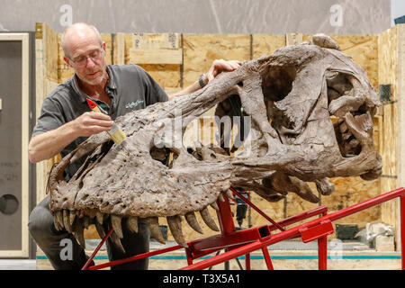 Glasgow, Royaume-Uni. 12Th apr 2019. Pendant 15 semaines à partir de jeudi 18 avril 2019, le Glasgow Kelvin Hall sera l'hôte de la seule véritable squelette de Tyrannosaurus rex en tournée. Le 39 pieds de long pesant 5000kg squelette (le même que 4 Mini Coopers) est un rare et important des combustibles et à l'hôtel de Kelvin constitueront la pierre angulaire de la "Ville" de T.Rex exposition interactive majeure pour sensibiliser les visiteurs sur l'histoire de cet emblématique et espèces de dinosaures féroces. Le squelette est en cours d'assemblage par FRED DEURHAN et REMMERT SCHOUTEN de Naturalis Biodiversity Center Crédit : Findlay/Alamy Live News Banque D'Images