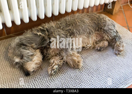 Un beau chien teckel couchage Banque D'Images