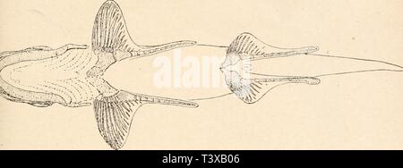 Image d'archive à partir de la page 134 de Die stämme der wirbeltiere (1919). Die stämme der wirbeltiere diestmmederwir00abel Année : 1919 Fische (poissons). Nur im vordersten 113 Pièces détachées der Brust- und setzen sich une Bauchflosse Metapterygien außen und die 41 Propterygien Radialia Pterygopodien scheinen die ; une geendet frei zu haben und nicht in die Flossenfläche einbezogen gewesen zu sein. Das Ende der ventralen Pterygopodien Fyleri kolbenförmig Cladodus von ist und scheint verdickt feine Krallen getragen zu haben, wie dies auch bei den Pleuracanthiden beobachtet worden ist. Dies deutet darauf hin Banque D'Images