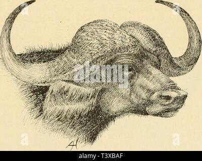F G 55 Buffelus Caffer Gattung Buffelus Blbch 11 Buffel Die Sehr Gedrungenen Behaarung Des Korpers Ist Sehr Sparsan Kurz Und Sind Die Beine Stammig Die Sich Nach