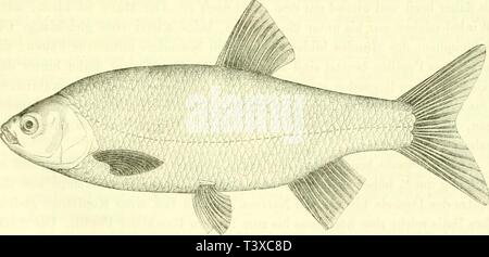 Image d'archive à partir de la page 162 de Die Ssswasserfische streichischen der Monarchie Banque D'Images