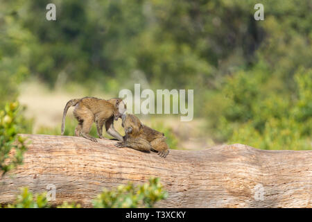 Deux jeunes babouins Olive combats sur un arbre tombé, format Paysage, Ol Pejeta Conservancy, Laikipia, Kenya, Africa Banque D'Images