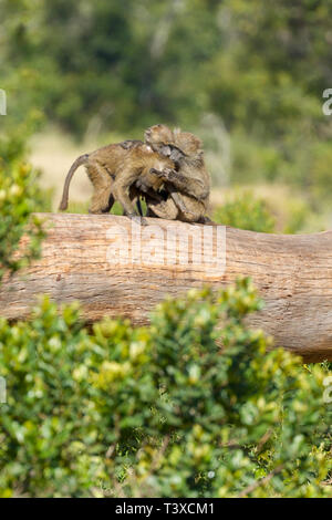 Deux jeunes babouins Olive combats sur un arbre tombé, format vertical, Ol Pejeta Conservancy, Laikipia, Kenya, Africa Banque D'Images