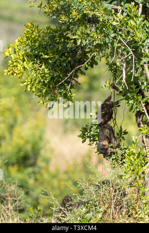 Un jeune babouin Olive jouer seul dans les sous-bois, suspendue dow, format vertical, Ol Pejeta Conservancy, Laikipia, Kenya, Africa Banque D'Images