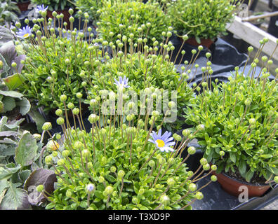 Landgasthof Bieg petit bleu avec des plantes en pots de fleurs bleu. Série Spring garden, Mallorca, Espagne. Banque D'Images